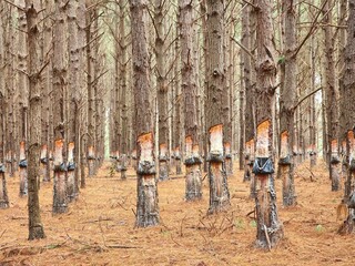 floresta de árvores de pinus sendo resinadas