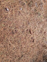 folhas secas de árvore de pinus