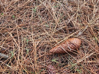 pinha de árvore de pinus