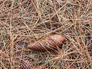 pinha de árvore de pinus