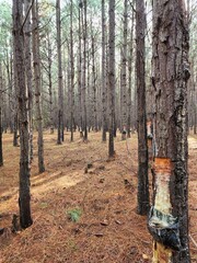 floresta de &aacute;rvores de pinus sendo resinadas
