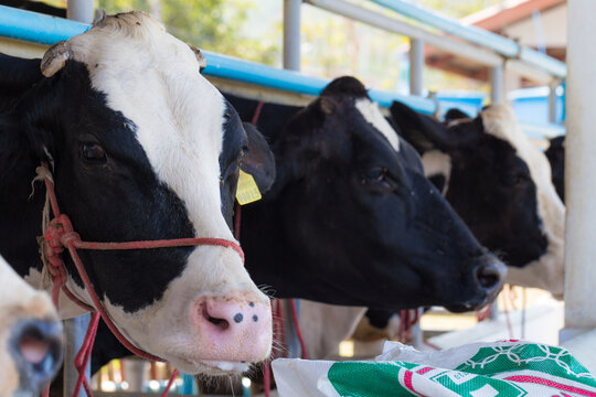 Holstein friesian cows in dairy cows farm