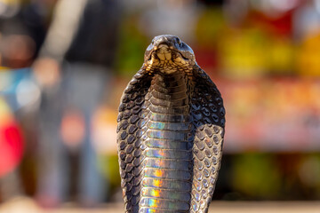 King Cobra Snake Worlds Largest Venomous Snake