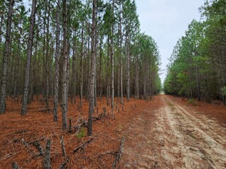 caminho na floresta