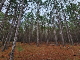 floresta de árvores de pinus