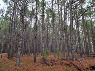 Obraz premium floresta de árvores de pinus