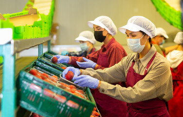 Hired farm worker in protective mask checks and sorts peaches in a warehouse