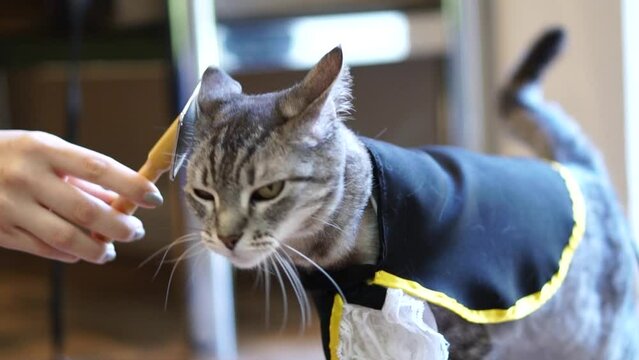 Gray cat caressing with the brush and brushing itself wearing a black cape 