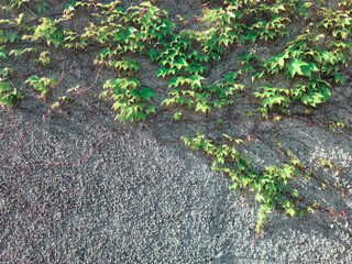 moss on asphalt