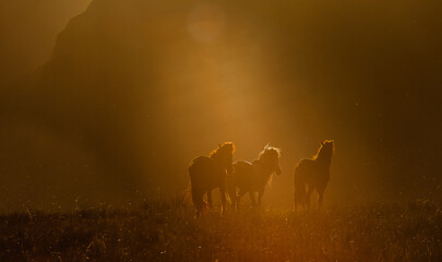 horses graze in the Altai steppe