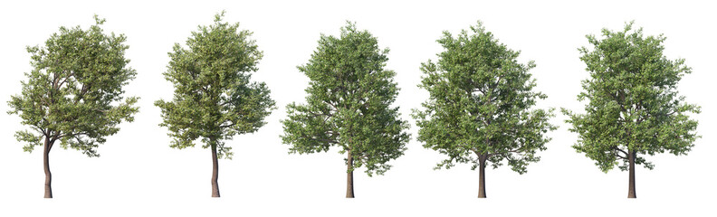 Obraz premium Multi-season tree on a white background.