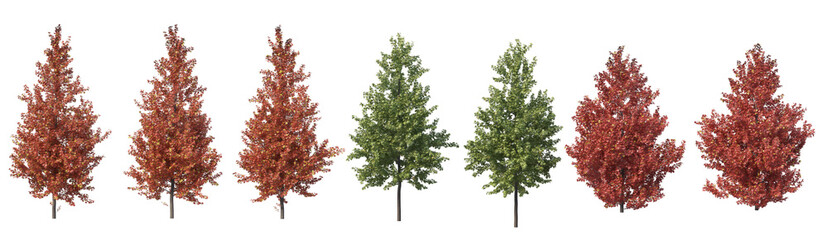 Obraz premium Multi-season tree on a white background.