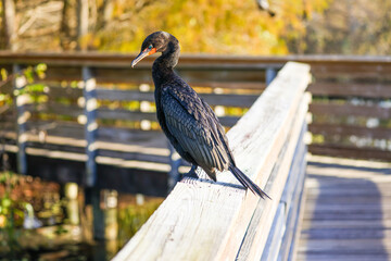 Cormorant on a dock in the Florida Everglades