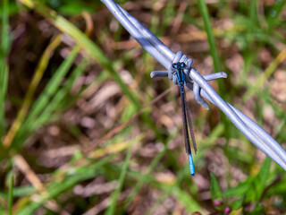 Macro photography of a blue-tailed damselfly sitting on a barbed wire, captured in a forest near the town of Arcabuco in central Colombia.