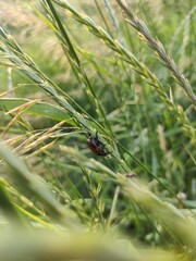 beetle on a green leaf