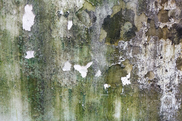 Weathered concrete wall with green algae and mold , background and texture