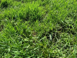 green grass background
