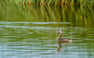 Pied-billed grebe in the water