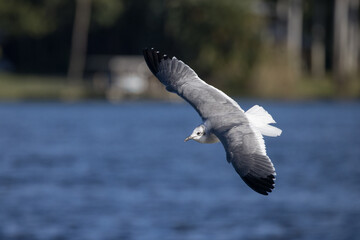 Seagull taking flight over a body of water