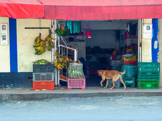 A street dog entering an informal vegetables store in the town of Moniquira in central Colombia.