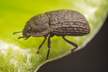 A darkling tenebrionid perch on plants in the wild, North China