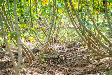 cassava tree, in cassava fields in the rainy season, has greenery and freshness. Shows the...