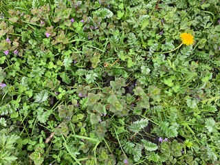 green forbs in the meadow spring summer background