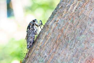 Cicada caught on a tree