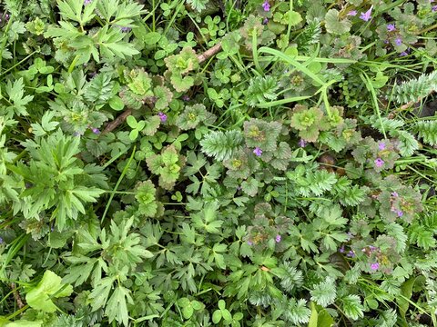 green forbs in the meadow spring summer background
