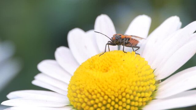 Red soldier bug (Pyrrhocoris apterus) sits on a daisy in the garden. Siberia.