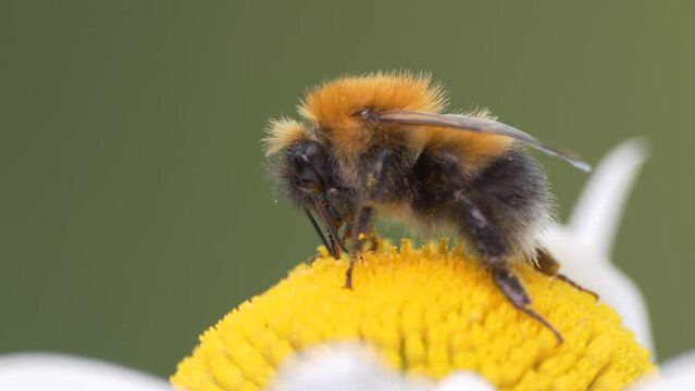 Pollination, insects. Bumblebee collects pollen on chamomile. Siberia. Macro.
