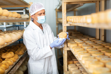Focused man engaged in cheesemaking dressed in white uniform with cap, gloves and mask examining...
