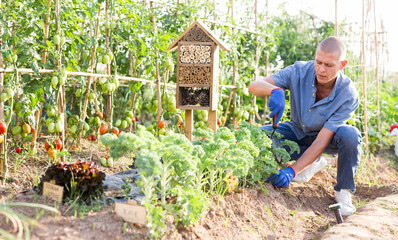 European man with trowel hilling kales in kitchen garden. Insect hotel placed in background.