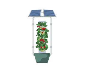 Soilless strawberry cultivation using solar energy to pump water is the innovation of the future. This saves farmers time as well. vector illustration.