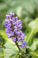 Flor purpura