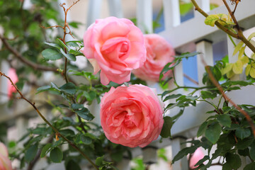 Blooming roses in the park, North China