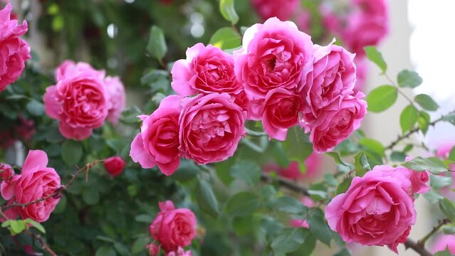 Blooming roses in the park, North China