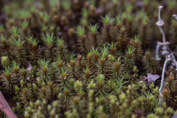 スギゴケの新芽