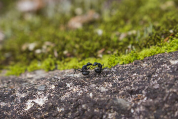 喧嘩をする2匹のクロオオアリ