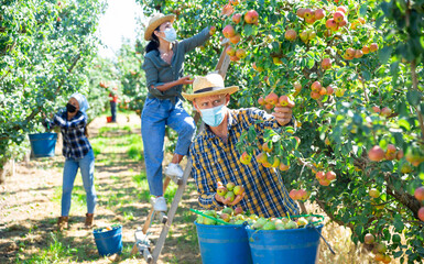 Fototapeta premium Three workers in face masks picking green and pink pears in garden