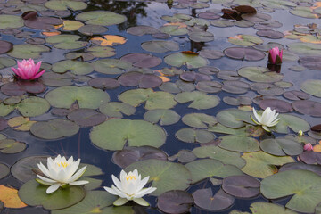 スイレンの咲く湖