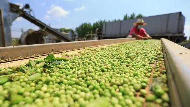 Pea thresher in operation, North China