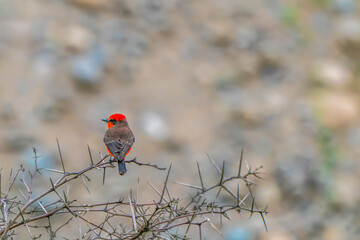 A Vermilion flycatcher standing on thorns in the Peruvian desert