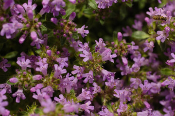Obraz premium field of flowers