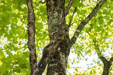 Squirrel on a tree trunk with leaves and trees in background