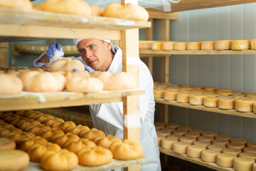 Skilled cheesemaker checking aging process of hard goat cheese in special maturing chamber at...