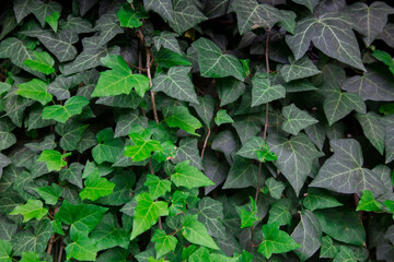 Wall covered with ivy (hedera). Landscaping in interest and exterior. - obrazy, fototapety, plakaty