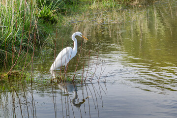 Great white heron on feeding edge of wetland