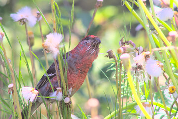 Wild Pine Grosbeak Foraging