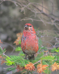 Wild Pine Grosbeak Foraging